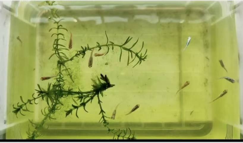 金鱼的饲养（繁殖3）