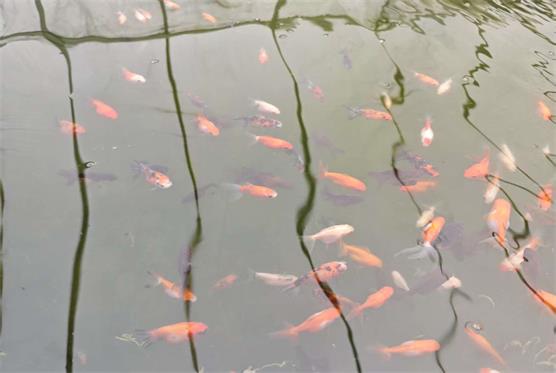 小鱼的活力.jpg