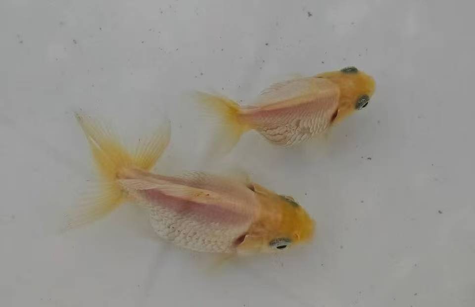 白金鱼与邋遢男 (1).jpg