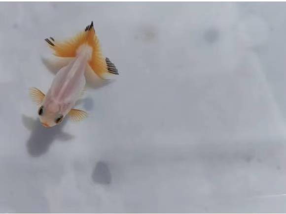 金鱼的饲养（理由）