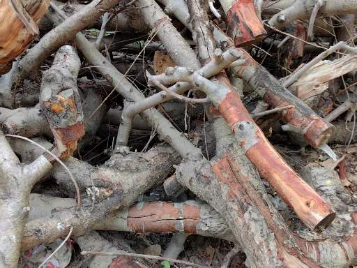 natural wind dried apple tree sticks branch