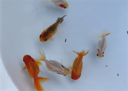 曹县黑石金鱼：庭院里的自然馈赠，养出孩子眼中的星辰(1)